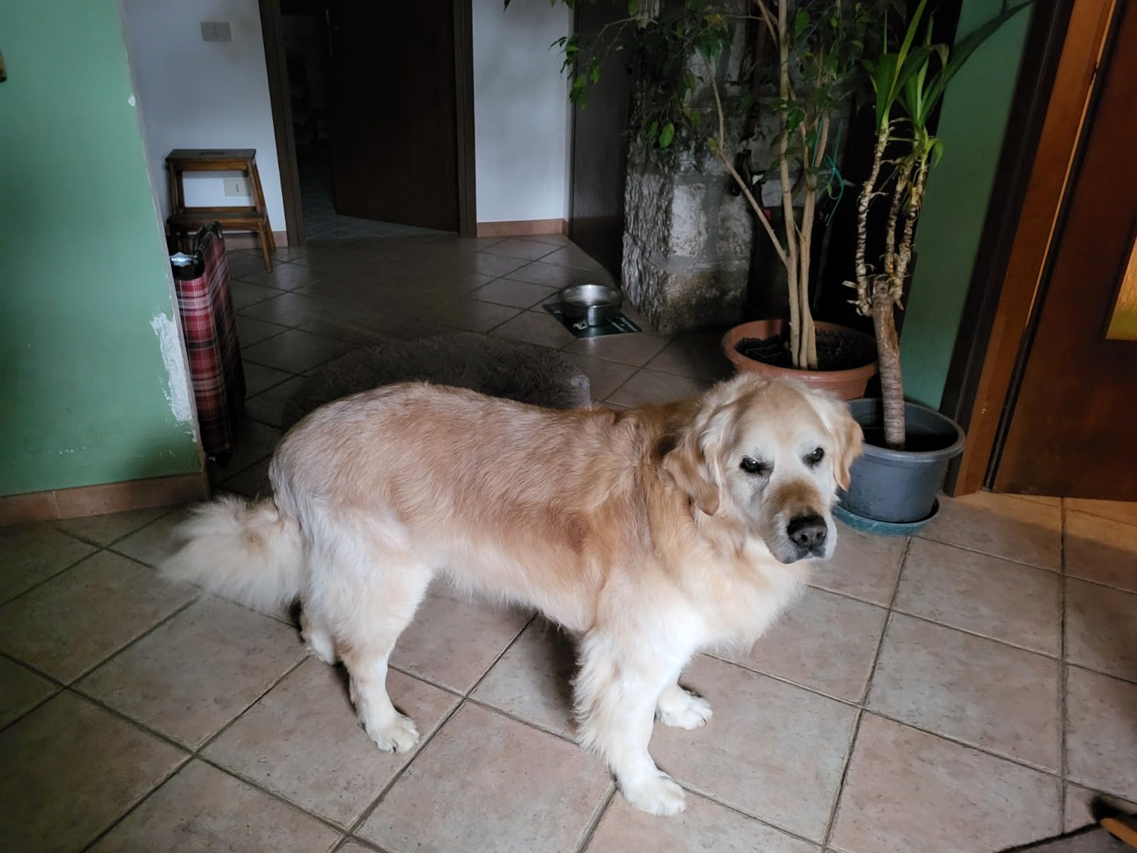 Opinia klienta Ribes Pet 4